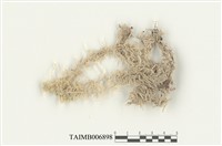 藏品(暖地泥炭苔)的圖片